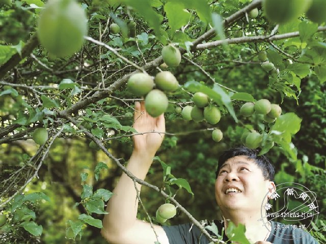 没惊喜！我市万亩大青梅获丰收 收购价每公斤不到3元